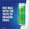 imageRed Bull Energy Drink Dragon Fruit 84 Fl Oz Pack of 24Dragonfruit